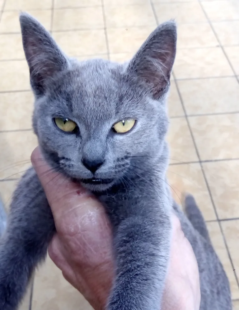 Chat trouvé