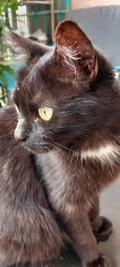 Chat trouvé Européen