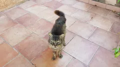 Chat trouvé Européen