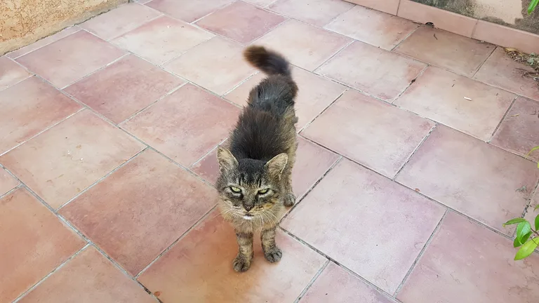 Chat trouvé