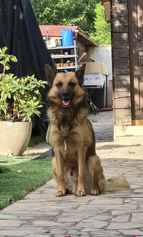 Tarzan