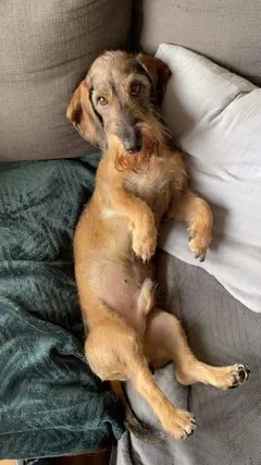 Chien perdu Teckel