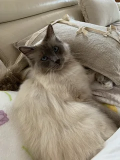 Chat perdu Sacré de Birmanie