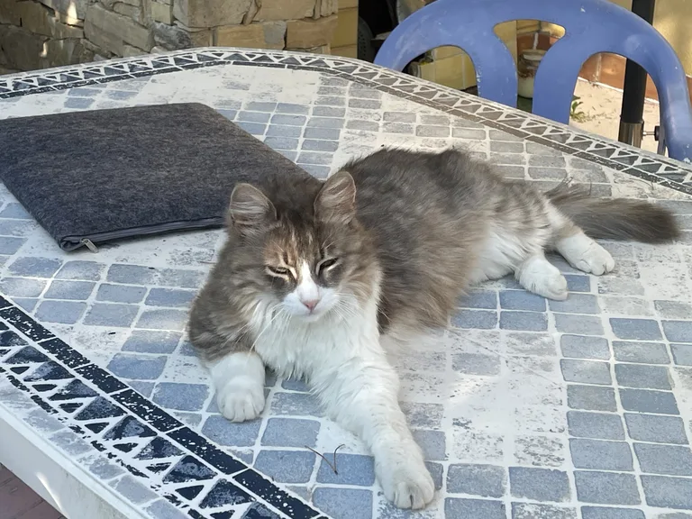 Zorba