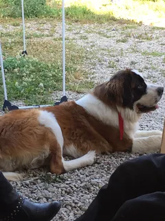 Chien perdu Saint-Bernard