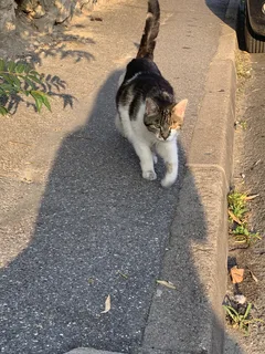 Chat trouvé Européen