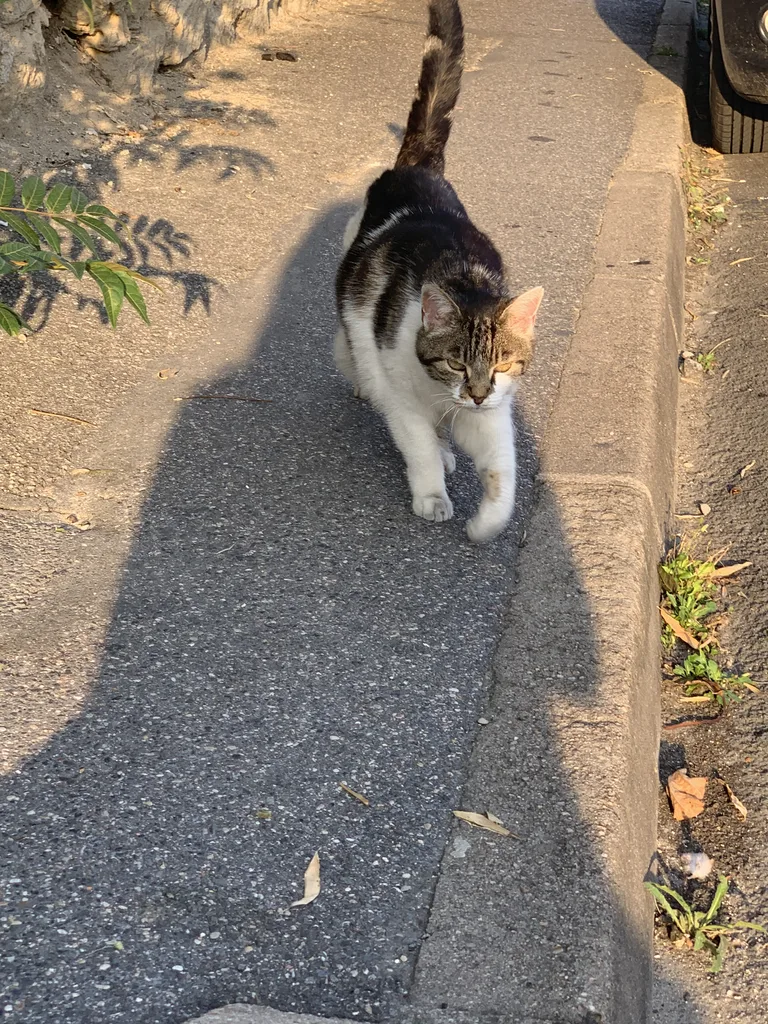 Chat trouvé
