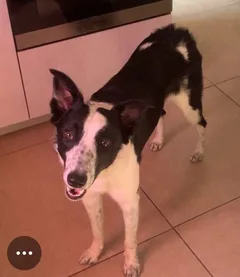 Chien perdu Border Collie
