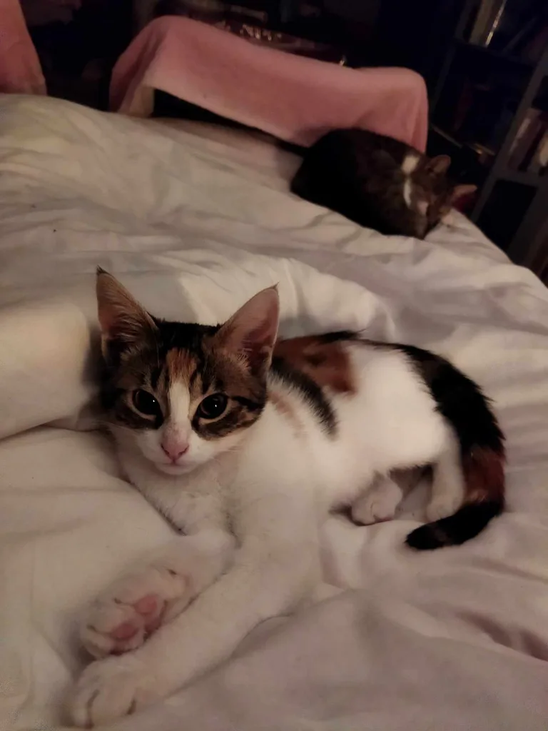 Talya