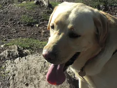 Chien perdu Labrador-Retriever