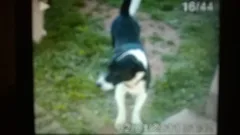 Chien perdu Jack-Russell-Terrier