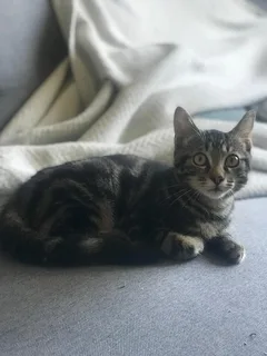 Chat trouvé Européen
