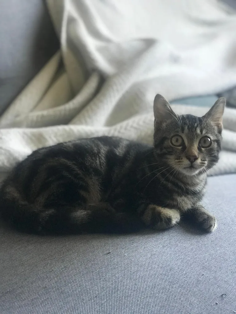 Chat trouvé