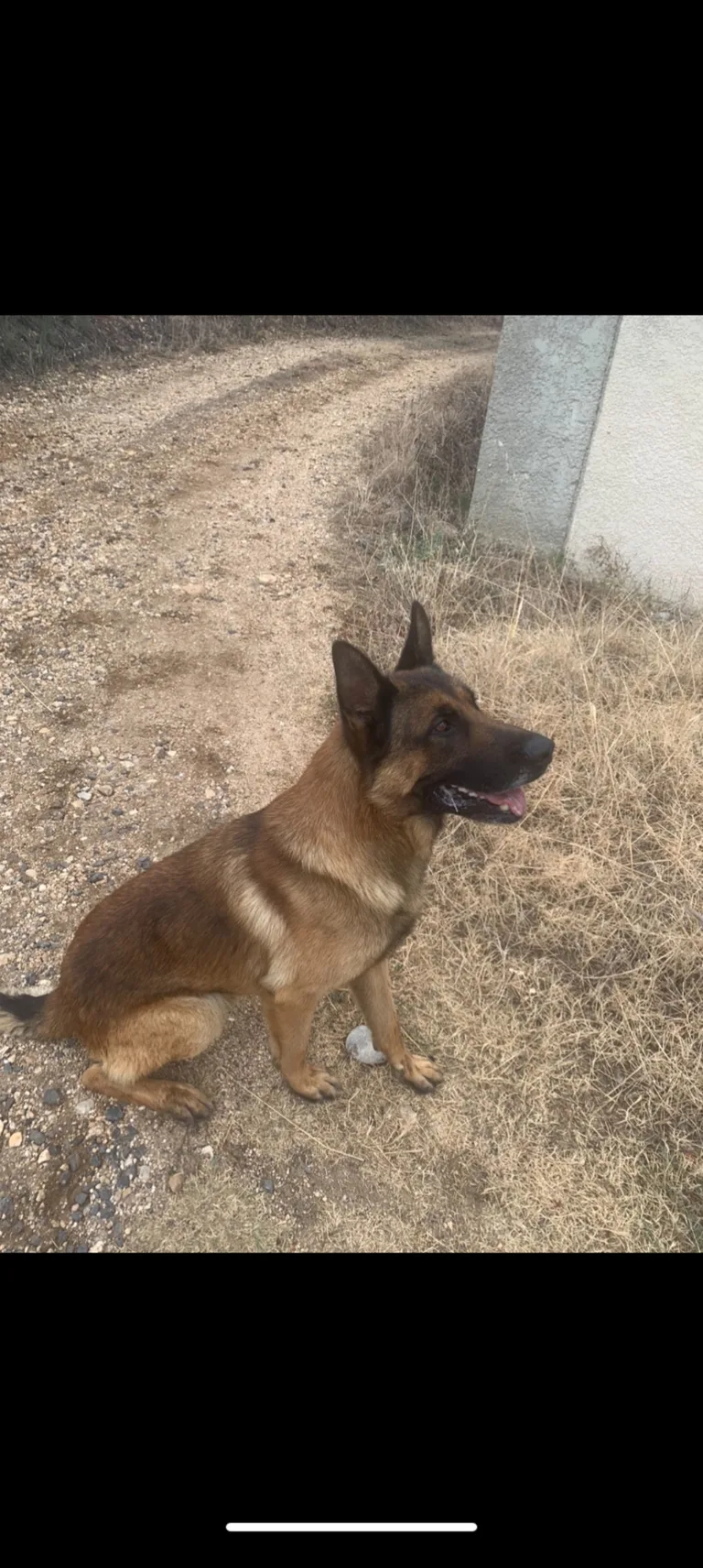 Chien trouvé