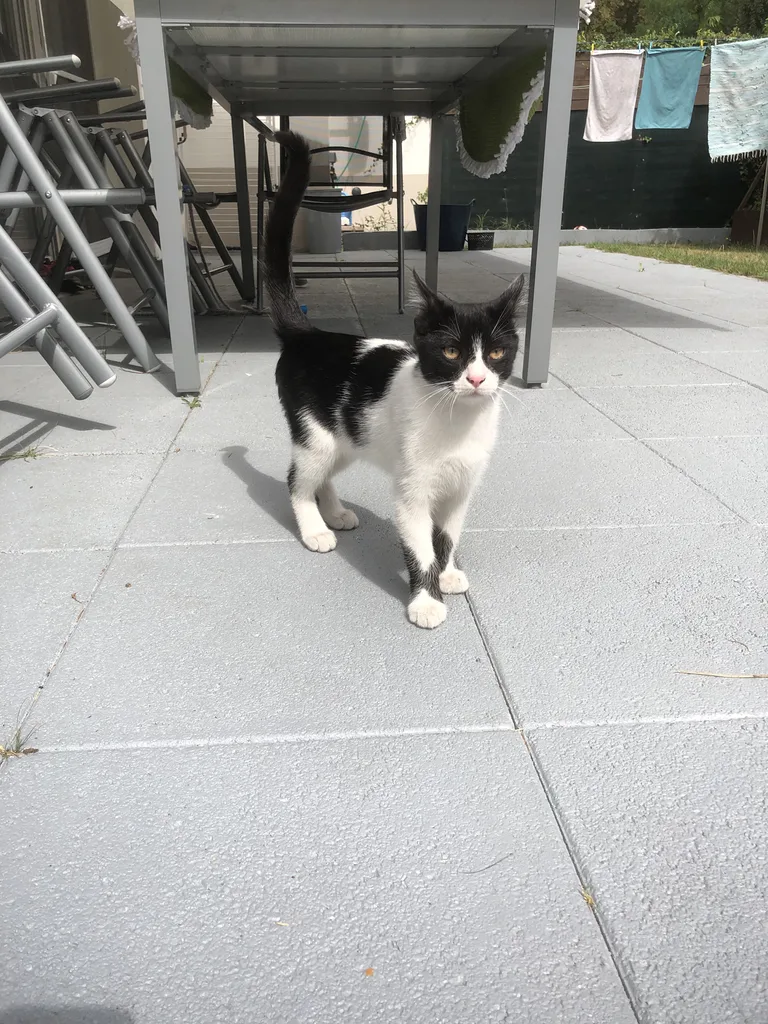 Chat trouvé
