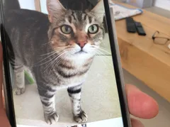Chat trouvé Européen