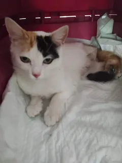 Chat trouvé Européen