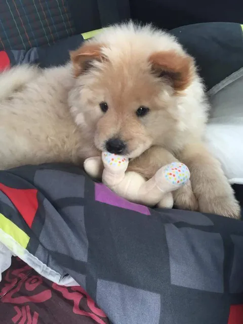 Kira