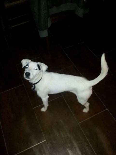 filou