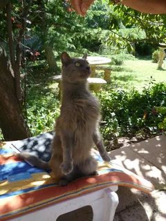 Chat trouvé Chartreux