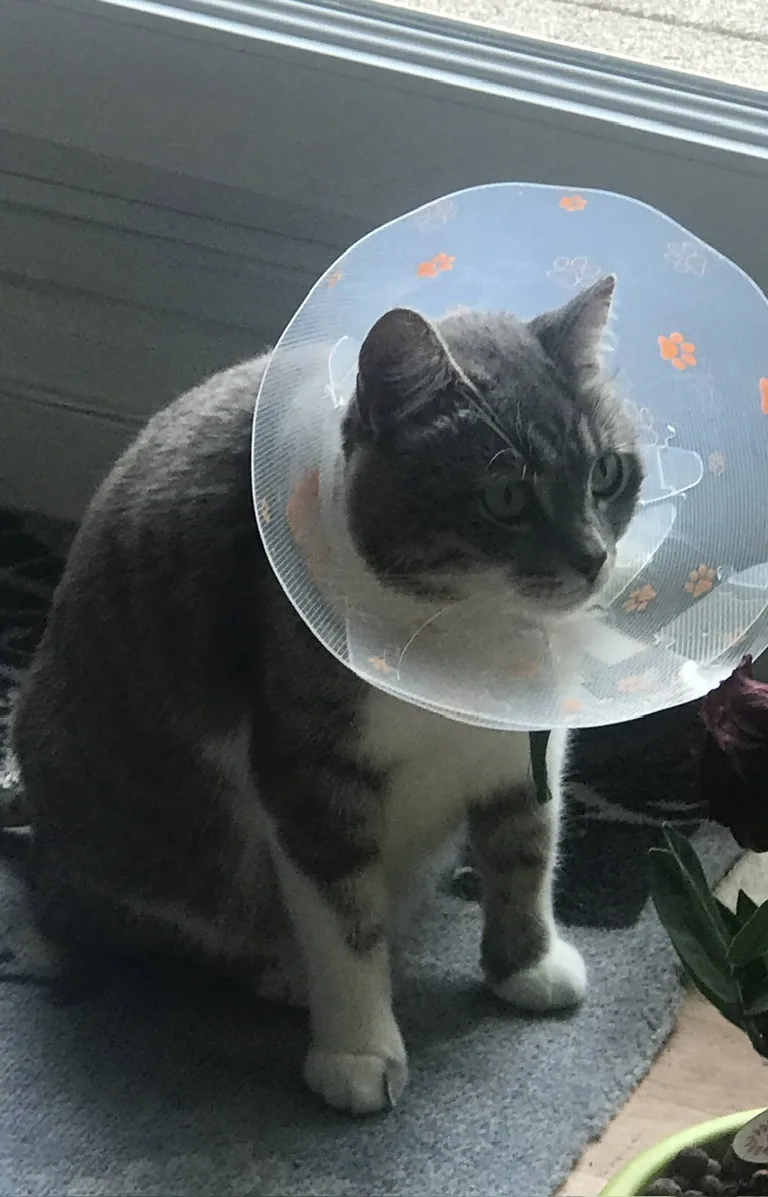 Kissa