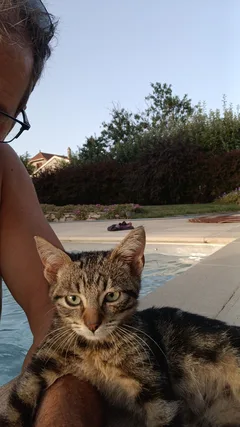 Chat trouvé Européen