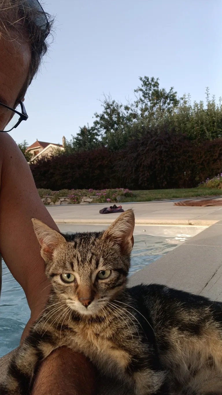 Chat trouvé