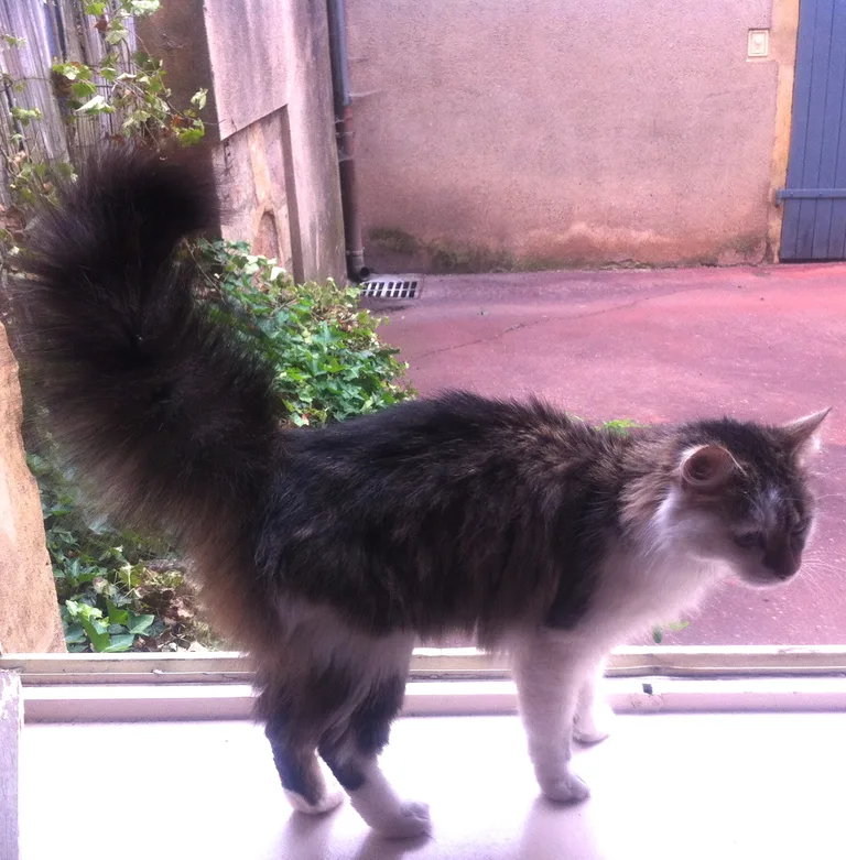 Chat trouvé