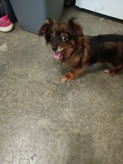 Chien trouvé Croisé