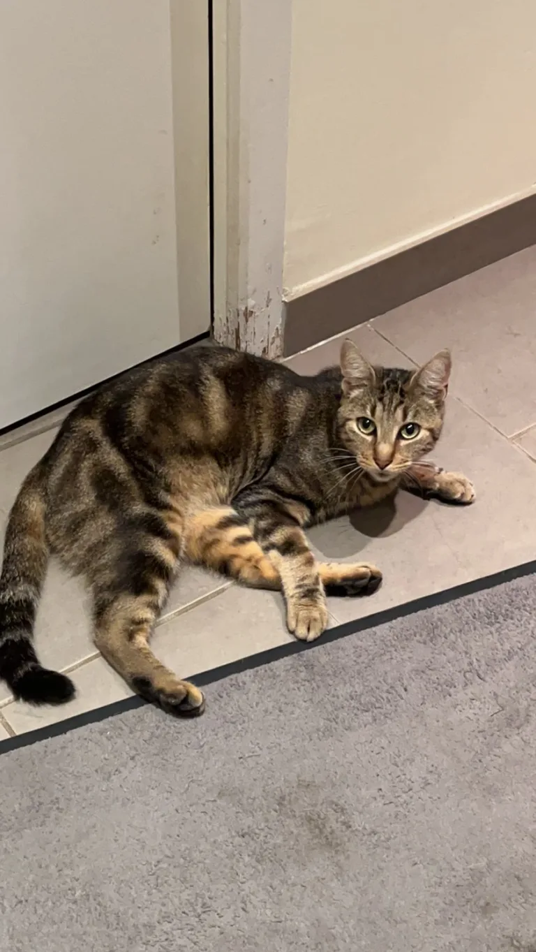 Chat trouvé