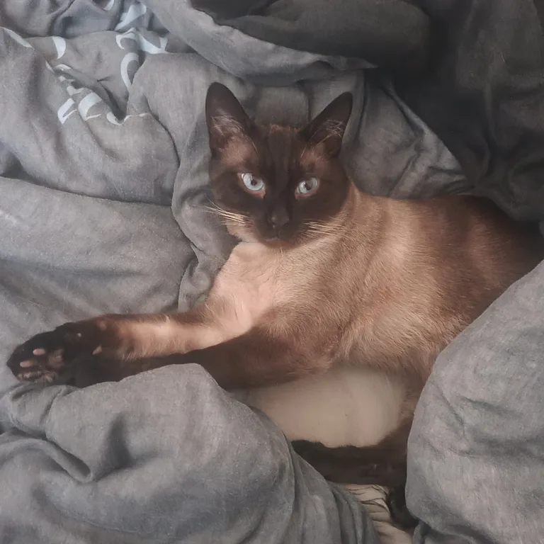 Twix