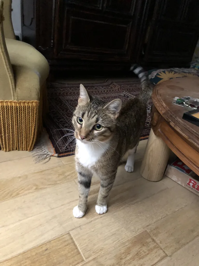 Chat trouvé