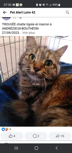 Chat trouvé Européen