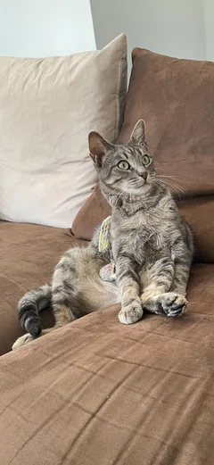 Chat perdu Croisé