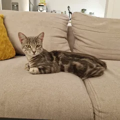 Chat trouvé Chat Tigre