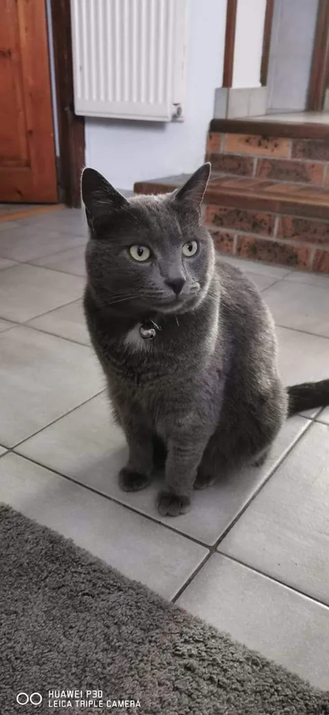 Gandalf