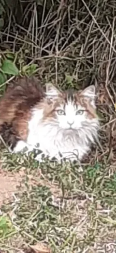 Chat trouvé Européen