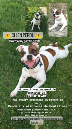 Chien perdu Staffordshire Bull Terrier