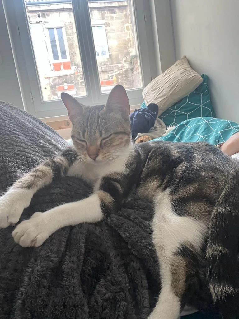 Chat trouvé