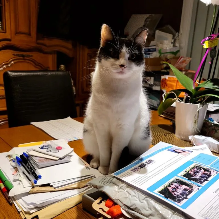 mimi ou bébé