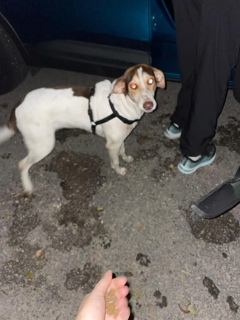 Chien trouvé
