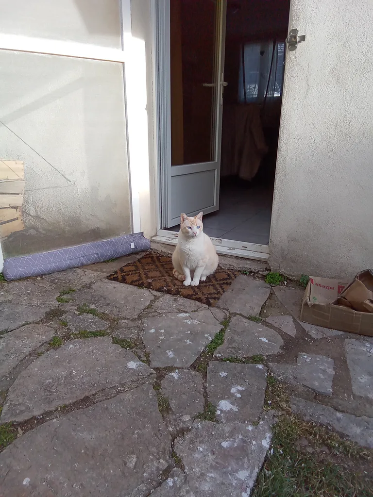 Titi