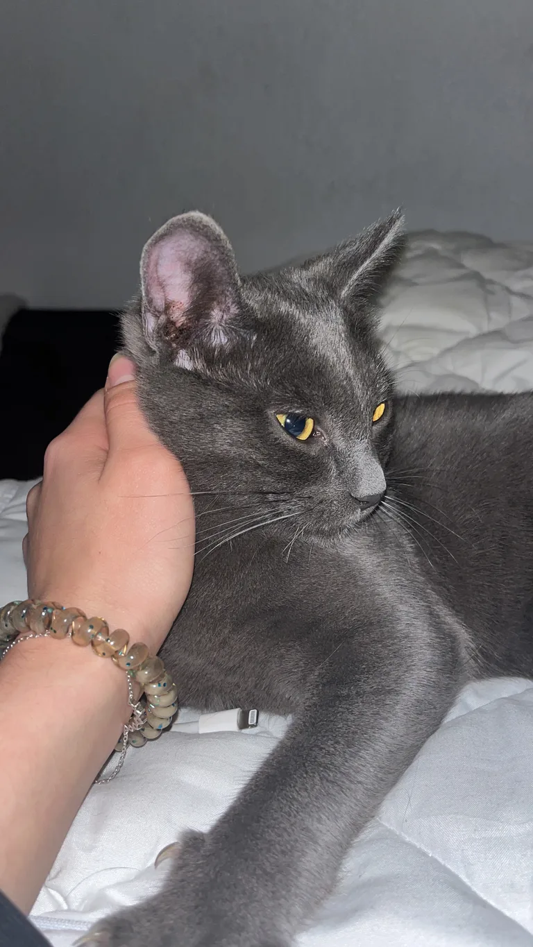 Chat trouvé