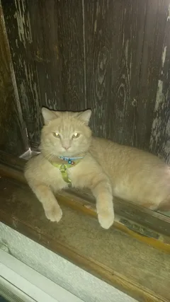 Chat perdu Européen