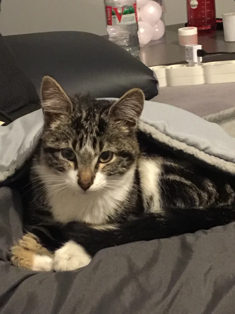 Chat trouvé