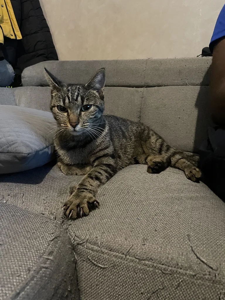 Chat trouvé