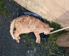 Chat trouvé Européen
