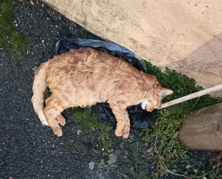 Chat trouvé