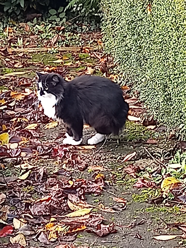 Chat trouvé