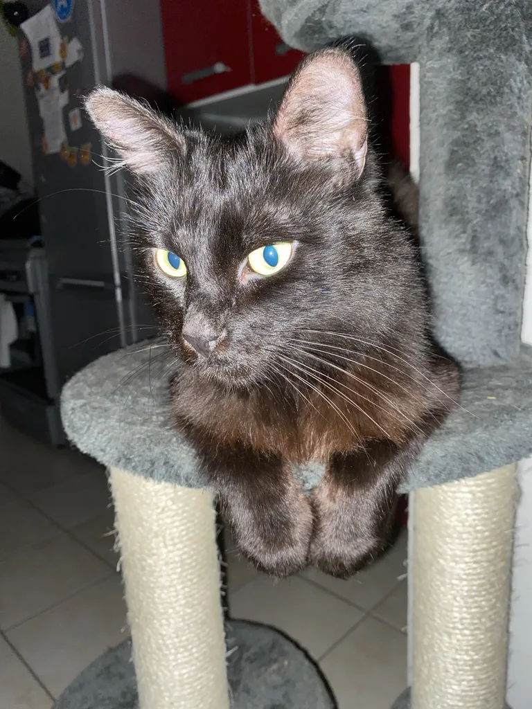 Chat trouvé